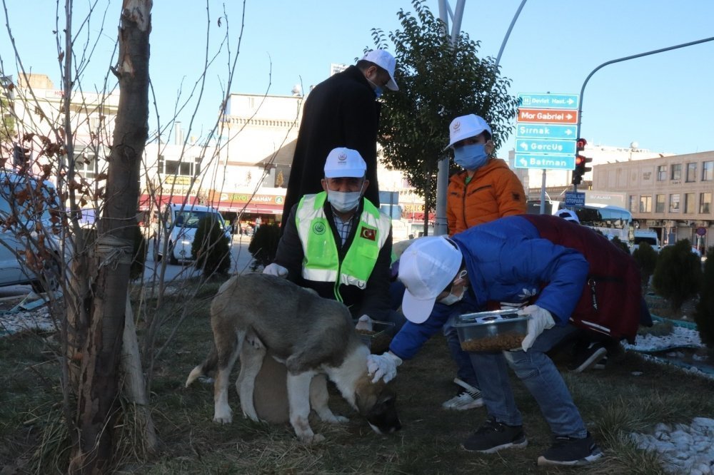 Midyat Belediyesi Sokak Hayvanlarını Unutmadı galerisi resim 11