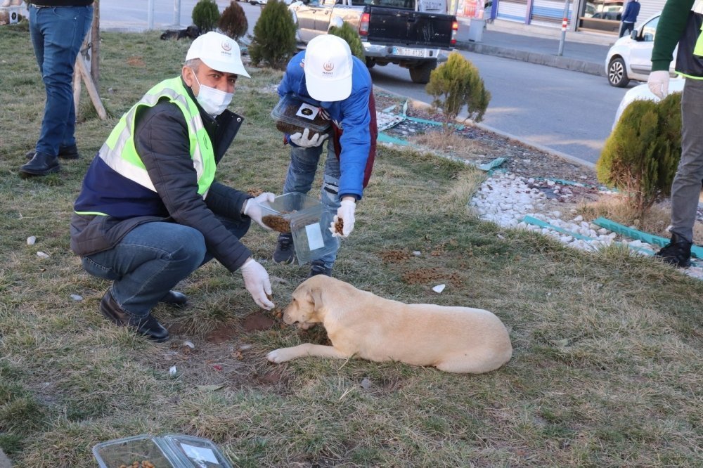 Midyat Belediyesi Sokak Hayvanlarını Unutmadı galerisi resim 13