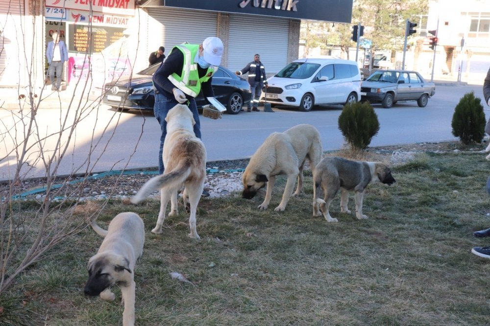 Midyat Belediyesi Sokak Hayvanlarını Unutmadı galerisi resim 14