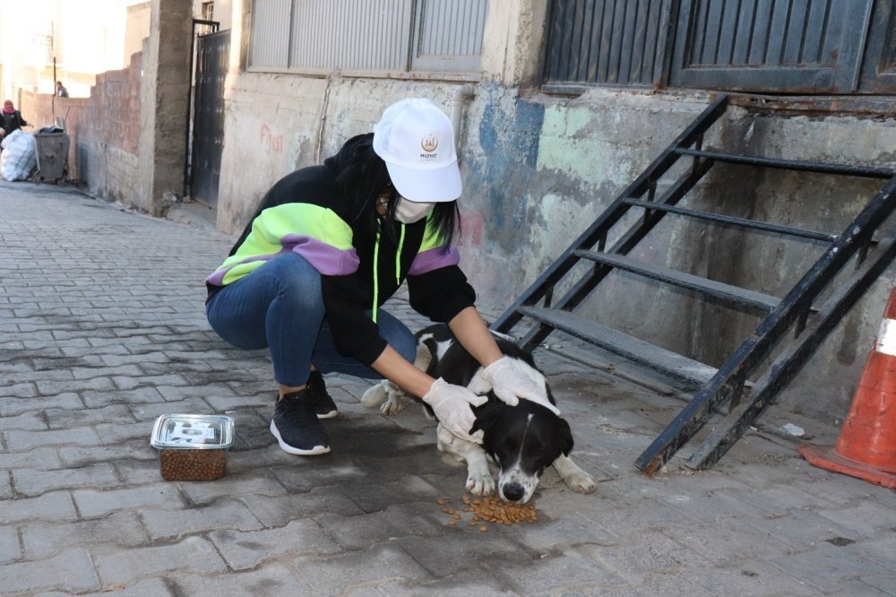 Midyat Belediyesi Sokak Hayvanlarını Unutmadı galerisi resim 15