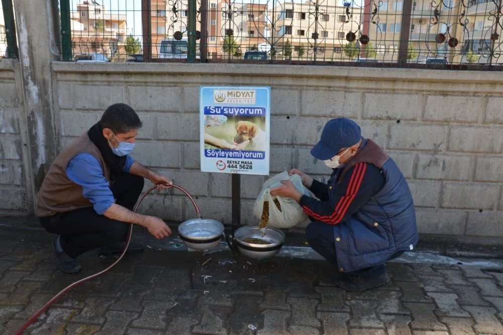 Midyat Belediyesi Sokak Hayvanlarını Unutmadı galerisi resim 19