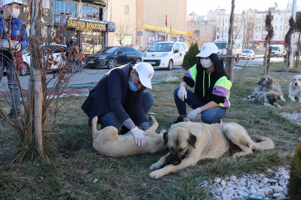 Midyat Belediyesi Sokak Hayvanlarını Unutmadı galerisi resim 4