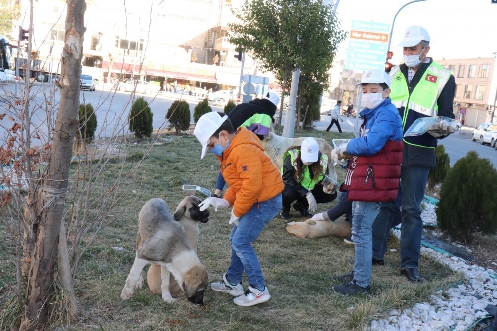 Midyat Belediyesi Sokak Hayvanlarını Unutmadı galerisi resim 6