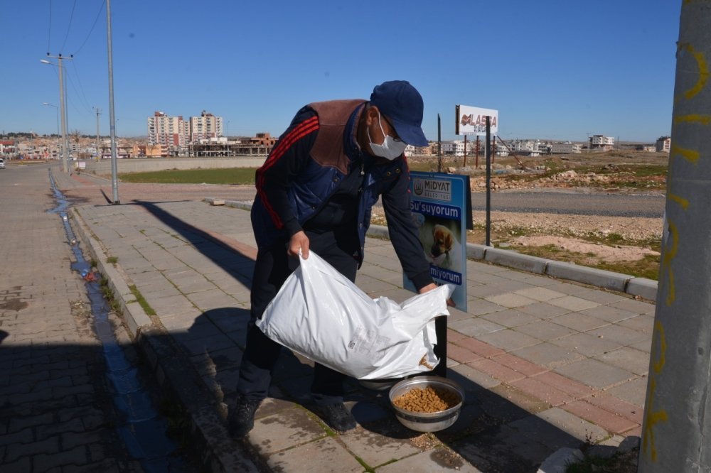 Midyat Belediyesi Sokak Hayvanlarını Unutmadı galerisi resim 7