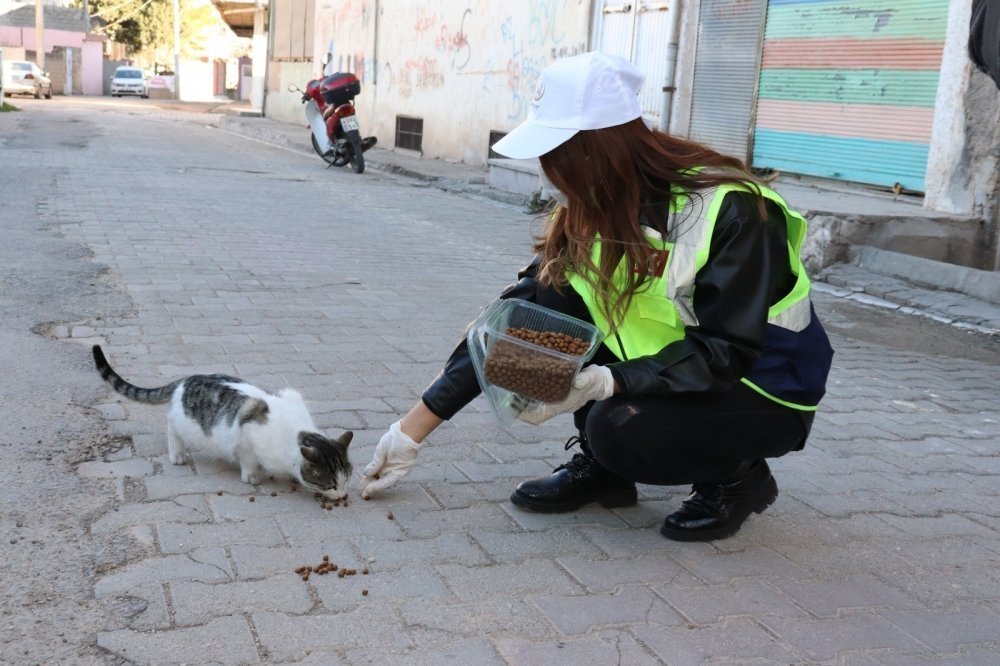 Midyat Belediyesi Sokak Hayvanlarını Unutmadı galerisi resim 9