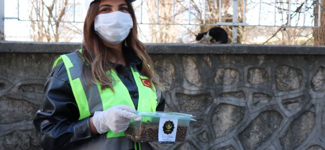 Midyat Belediyesi Sokak Hayvanlarını Unutmadı