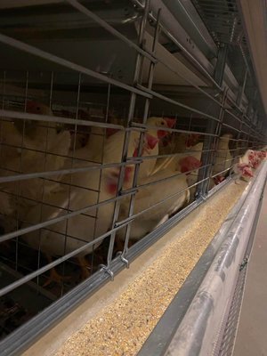 Midyat'ta Milyonluk Dev Yatırım