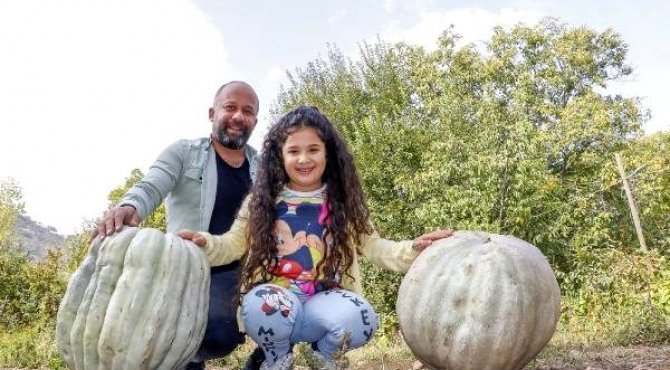 Yetiştirdiği 36.5 kiloluk dev kabakları, hiçbir ücret almadan hediye ediyor