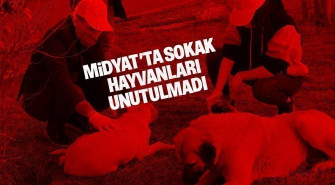 Kısıtlamada sokak hayvanları unutulmadı