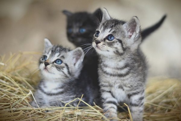 Kedilerde FIP Hastalığı Nedir: Belirtileri ve Tedavi Yöntemleri