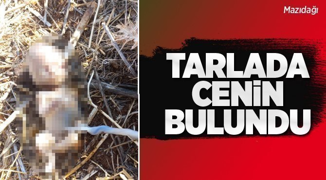 Mazıdağı'nda arazide cenin bulundu!
