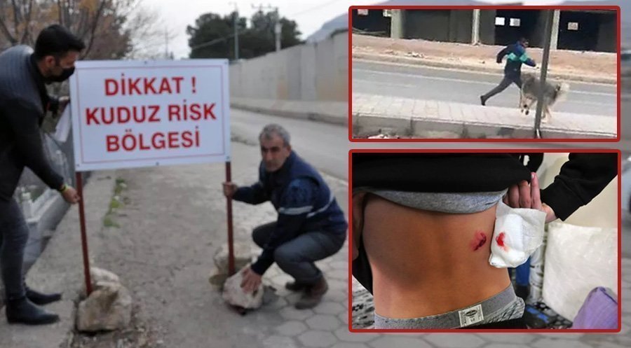 Derik’te 4'ü çocuk 7 kişiyi ısıran köpek kuduz çıktı! Mahalle karantinaya alındı