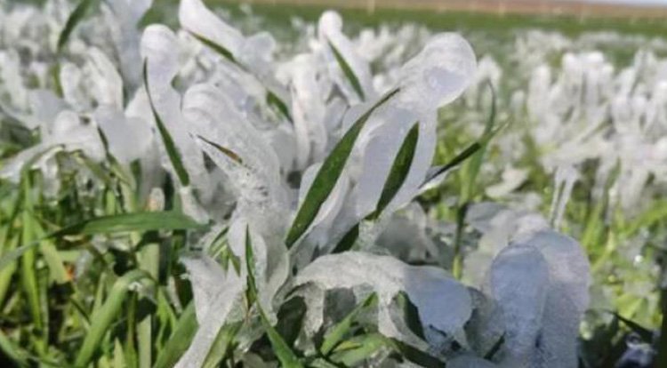 Sulanan araziler buz tuttu