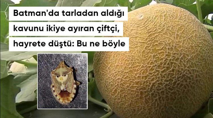 Batman'da çiftçinin tarladan alıp ikiye ayırdığı kavundan çıkan böcek, görenleri hayrete düşürdü
