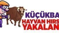 Küçükbaş hayvan hırsızı yakalandı