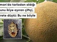 Batman'da çiftçinin tarladan alıp ikiye ayırdığı kavundan çıkan böcek, görenleri hayrete düşürdü