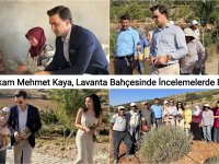 Kaymakam Mehmet Kaya, Lavanta Bahçesinde İncelemelerde Bulundu